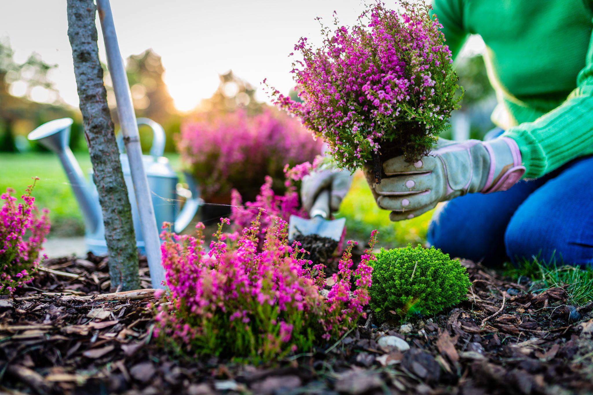 Autumn planting heathers in the garden