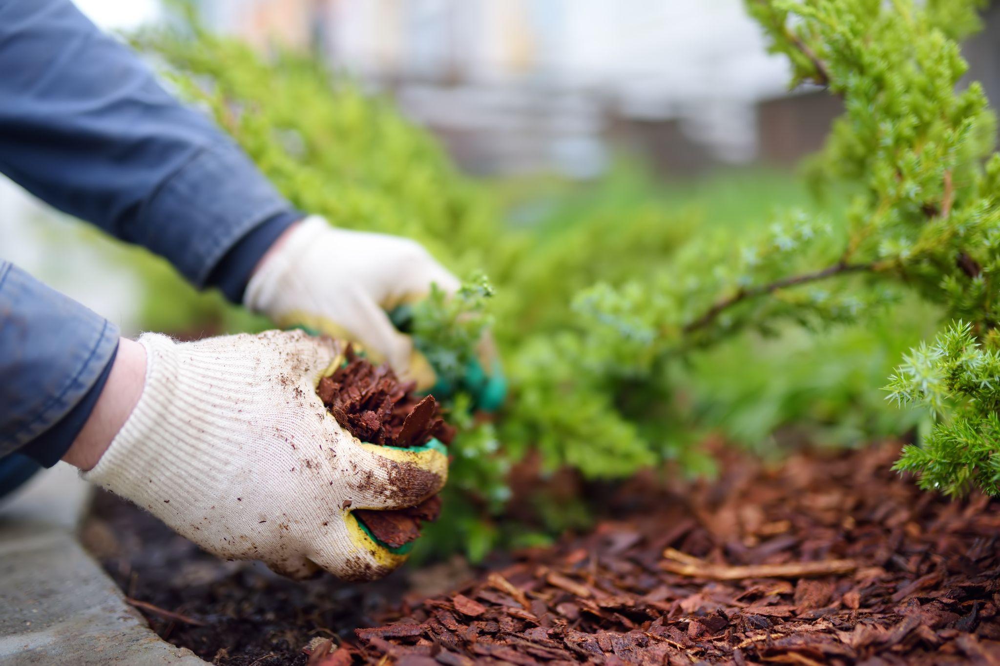 Gardener mulching with pine bark juniper plants in the yard.