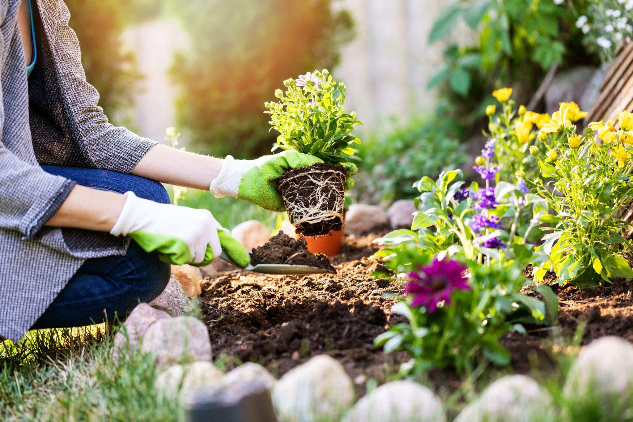 gardener planting flowers in garden bed